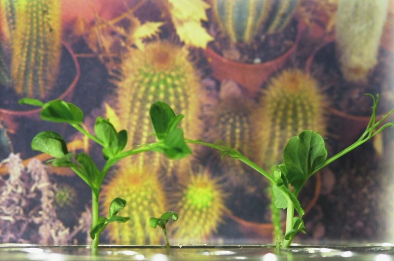 Illustration for article titled The First Space Flower Bloomed Decades Ago, Not This Week